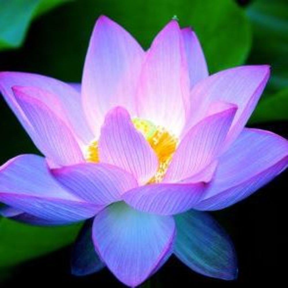 Meet your Posher, Lotus